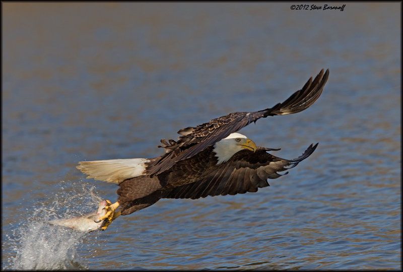 _2SB1963 american bald eagle.jpg